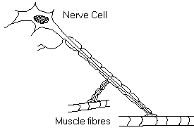 Nerve Cell and Muscle Fibres