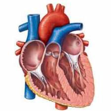 Cardiac catheterisation